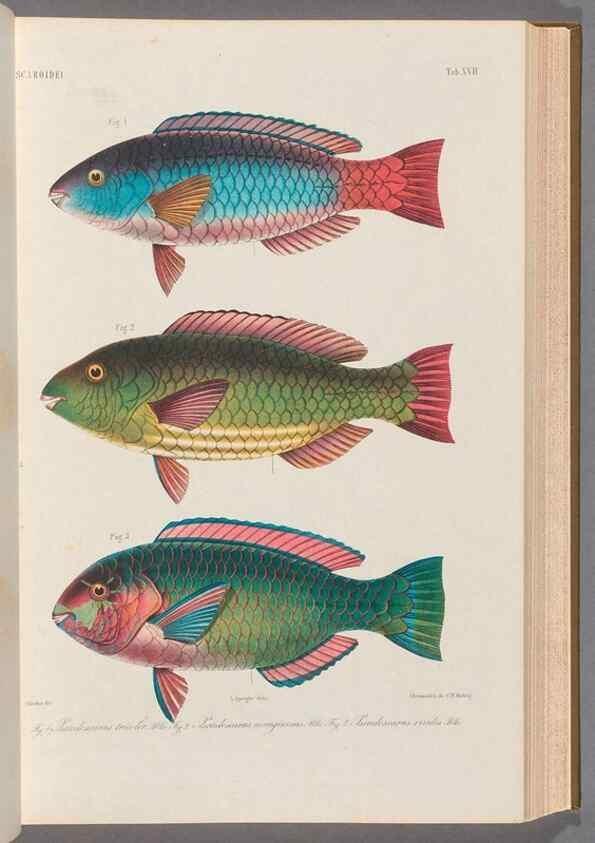 Reproducción/Reproduction 48908096338: Atlas ichthyologique des Indes orientales néêrlandaises :. Amsterdam :Frédéric Muller, editeur,1862-1878. 