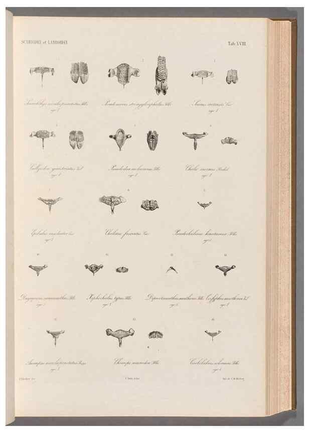 Reproducción/Reproduction 48908627481: Atlas ichthyologique des Indes orientales néêrlandaises :. Amsterdam :Frédéric Muller, editeur,1862-1878. 