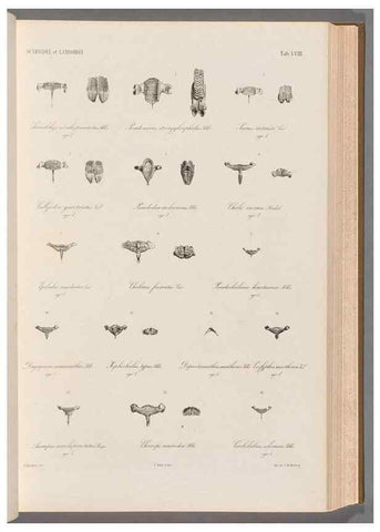 Reproducción/Reproduction 48908627481: Atlas ichthyologique des Indes orientales néêrlandaises :. Amsterdam :Frédéric Muller, editeur,1862-1878. 