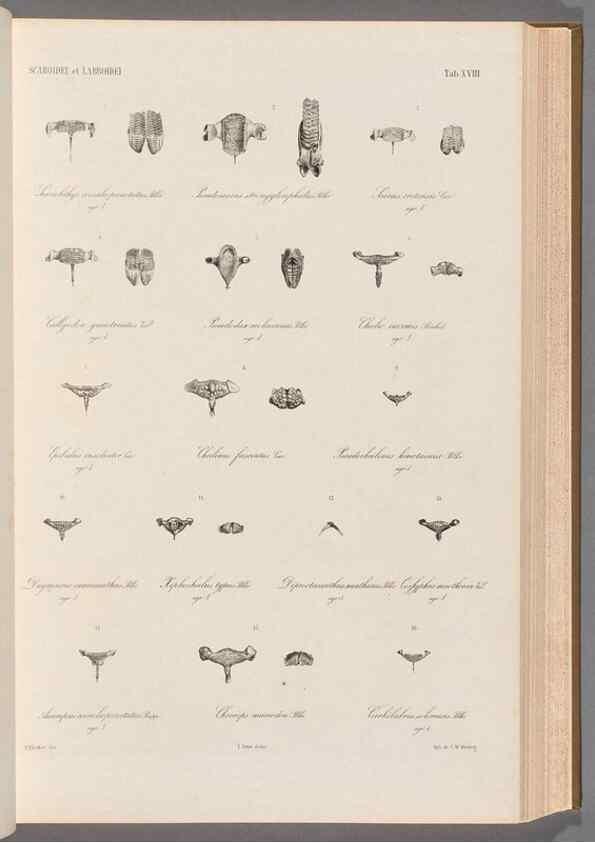 Reproducción/Reproduction 48908627481: Atlas ichthyologique des Indes orientales néêrlandaises :. Amsterdam :Frédéric Muller, editeur,1862-1878. 