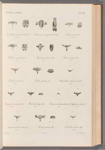 Reproducción/Reproduction 48908627481: Atlas ichthyologique des Indes orientales néêrlandaises :. Amsterdam :Frédéric Muller, editeur,1862-1878. 