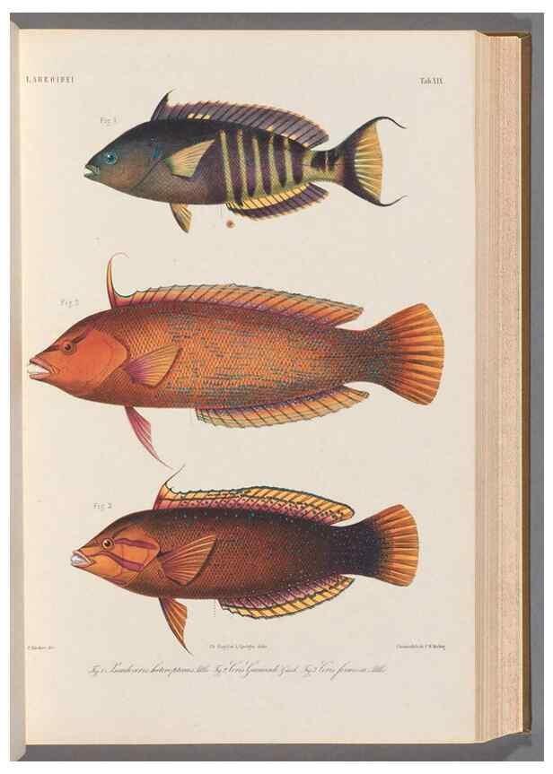 Reproducción/Reproduction 48908097108: Atlas ichthyologique des Indes orientales néêrlandaises :. Amsterdam :Frédéric Muller, editeur,1862-1878. 