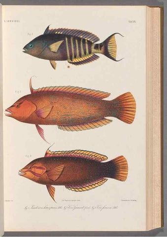 Reproducción/Reproduction 48908097108: Atlas ichthyologique des Indes orientales néêrlandaises :. Amsterdam :Frédéric Muller, editeur,1862-1878. 