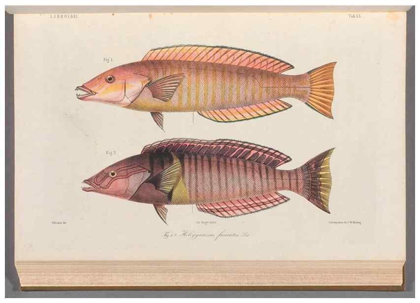Reproducción/Reproduction 48908832862: Atlas ichthyologique des Indes orientales néêrlandaises :. Amsterdam :Frédéric Muller, editeur,1862-1878. 
