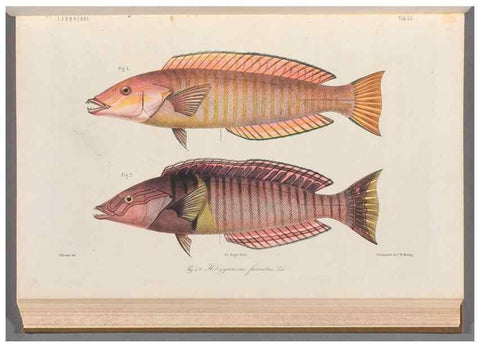 Reproducción/Reproduction 48908832862: Atlas ichthyologique des Indes orientales néêrlandaises :. Amsterdam :Frédéric Muller, editeur,1862-1878. 