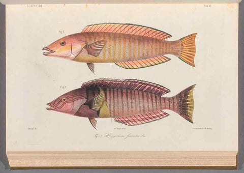 Reproducción/Reproduction 48908832862: Atlas ichthyologique des Indes orientales néêrlandaises :. Amsterdam :Frédéric Muller, editeur,1862-1878. 