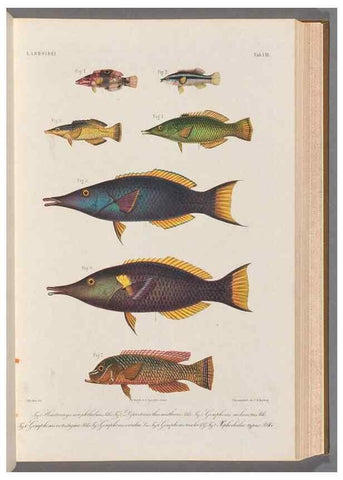 Reproducción/Reproduction 48908833247: Atlas ichthyologique des Indes orientales néêrlandaises :. Amsterdam :Frédéric Muller, editeur,1862-1878. 
