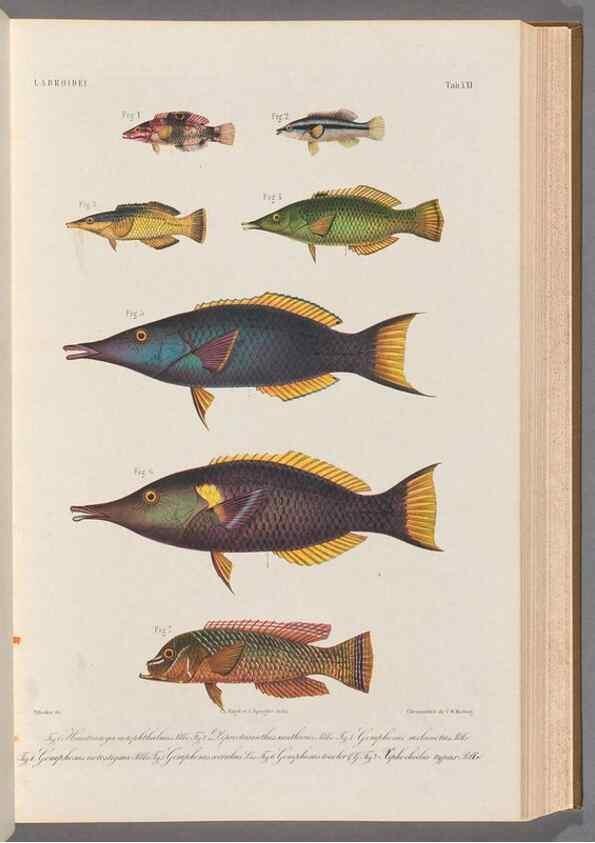 Reproducción/Reproduction 48908833247: Atlas ichthyologique des Indes orientales néêrlandaises :. Amsterdam :Frédéric Muller, editeur,1862-1878. 