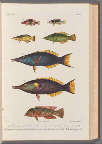 Reproducción/Reproduction 48908833247: Atlas ichthyologique des Indes orientales néêrlandaises :. Amsterdam :Frédéric Muller, editeur,1862-1878. 