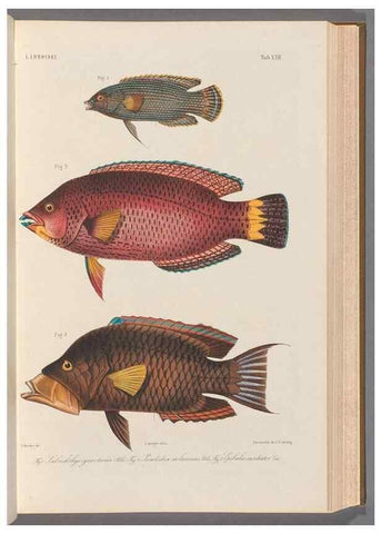 Reproducción/Reproduction 48908098188: Atlas ichthyologique des Indes orientales néêrlandaises :. Amsterdam :Frédéric Muller, editeur,1862-1878. 