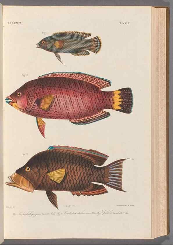 Reproducción/Reproduction 48908098188: Atlas ichthyologique des Indes orientales néêrlandaises :. Amsterdam :Frédéric Muller, editeur,1862-1878. 