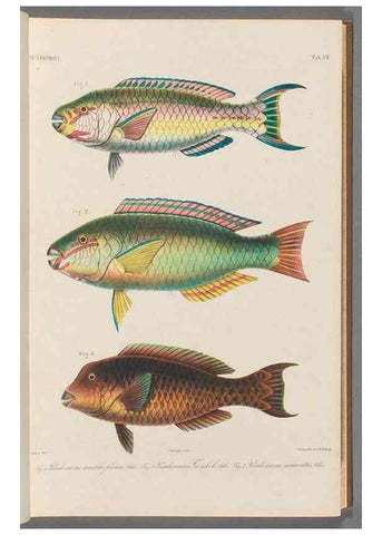 Reproducción/Reproduction 48908828832: Atlas ichthyologique des Indes orientales néêrlandaises :. Amsterdam :Frédéric Muller, editeur,1862-1878. 