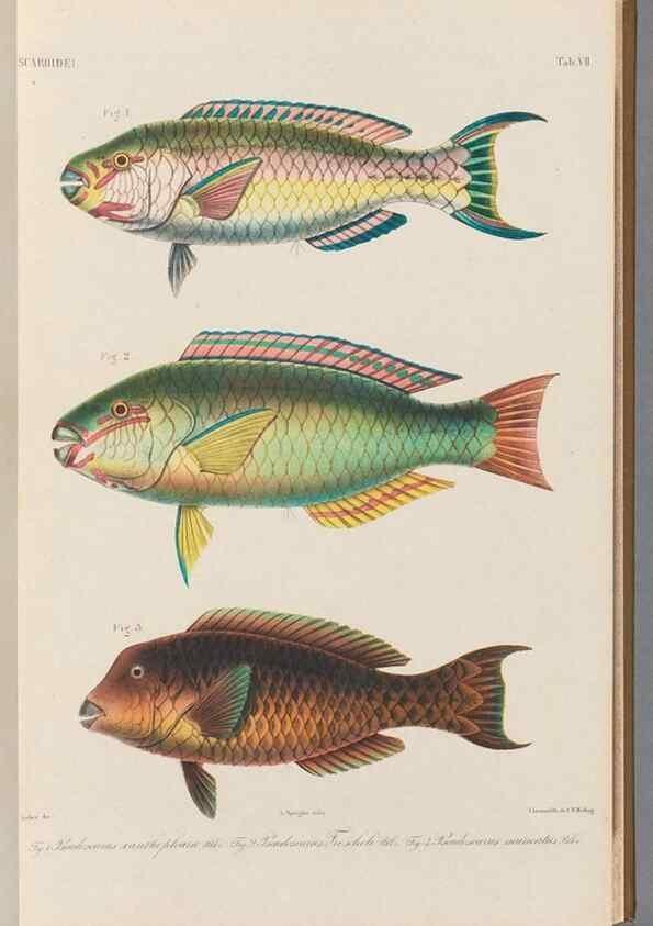 Reproducción/Reproduction 48908828832: Atlas ichthyologique des Indes orientales néêrlandaises :. Amsterdam :Frédéric Muller, editeur,1862-1878. 