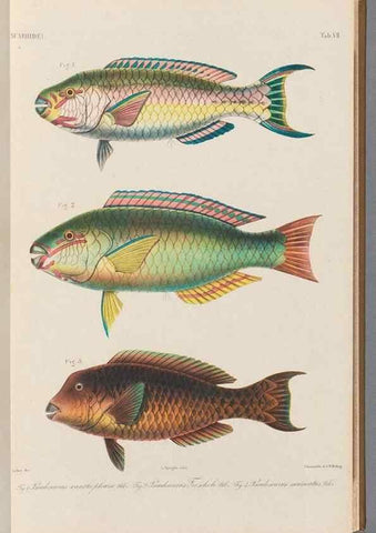 Reproducción/Reproduction 48908828832: Atlas ichthyologique des Indes orientales néêrlandaises :. Amsterdam :Frédéric Muller, editeur,1862-1878. 