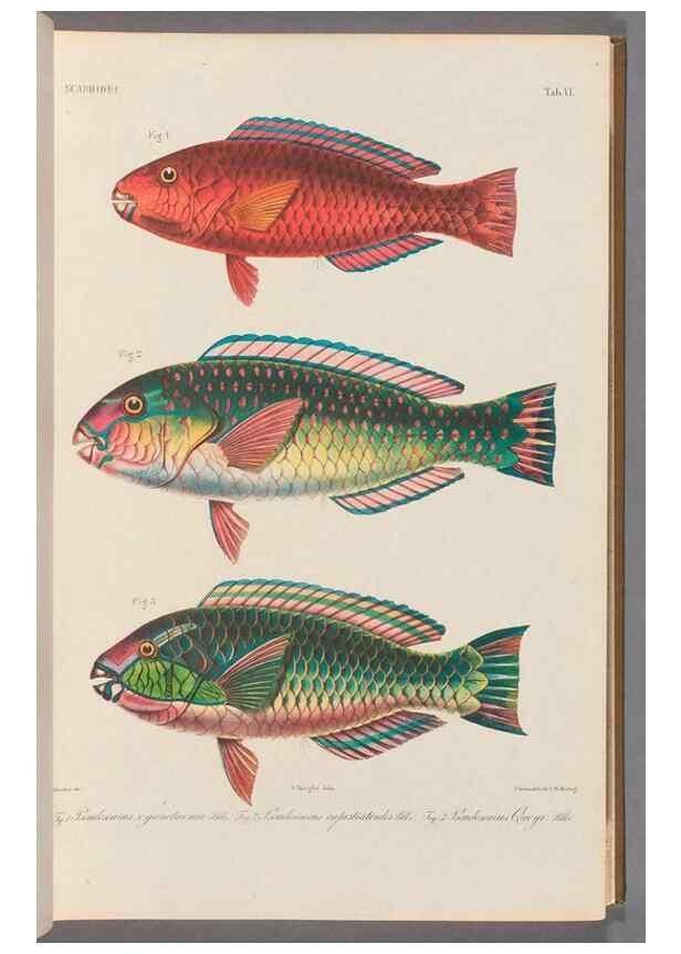 Reproducción/Reproduction 48908092678: Atlas ichthyologique des Indes orientales néêrlandaises :. Amsterdam :Frédéric Muller, editeur,1862-1878. 
