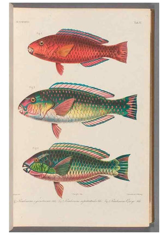 Reproducción/Reproduction 48908092678: Atlas ichthyologique des Indes orientales néêrlandaises :. Amsterdam :Frédéric Muller, editeur,1862-1878. 