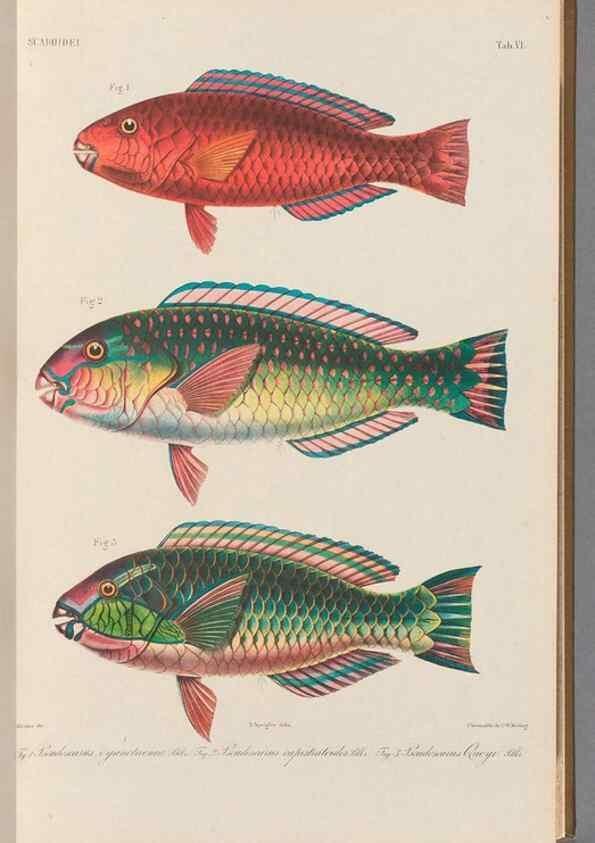 Reproducción/Reproduction 48908092678: Atlas ichthyologique des Indes orientales néêrlandaises :. Amsterdam :Frédéric Muller, editeur,1862-1878. 