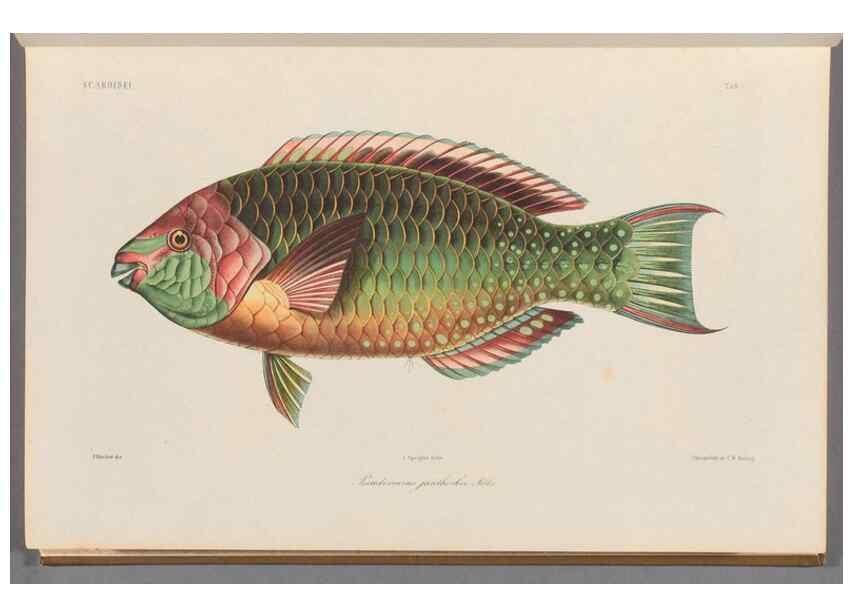 Reproducción/Reproduction 48908828132: Atlas ichthyologique des Indes orientales néêrlandaises :. Amsterdam :Frédéric Muller, editeur,1862-1878. 