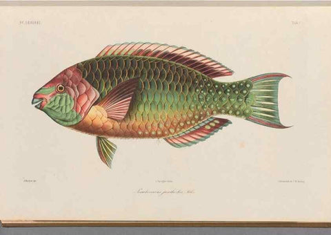 Reproducción/Reproduction 48908828132: Atlas ichthyologique des Indes orientales néêrlandaises :. Amsterdam :Frédéric Muller, editeur,1862-1878. 