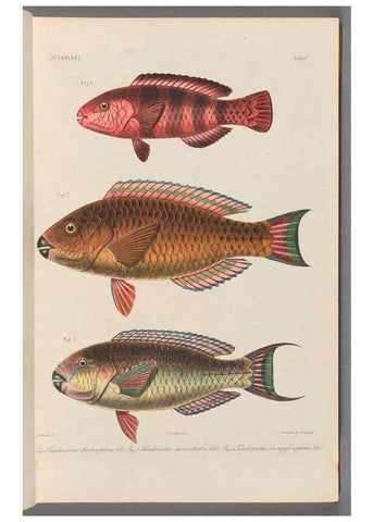 Reproducción/Reproduction 48908092088: Atlas ichthyologique des Indes orientales néêrlandaises :. Amsterdam :Frédéric Muller, editeur,1862-1878. 