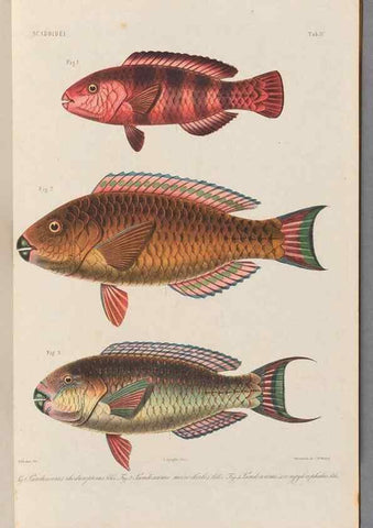 Reproducción/Reproduction 48908092088: Atlas ichthyologique des Indes orientales néêrlandaises :. Amsterdam :Frédéric Muller, editeur,1862-1878. 