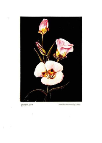 Reproducción/Reproduction 48908425171: Wild flowers from the mountains, cañons and valleys of California;. San Francisco,H. S. Crocker Co.[c1915]. 