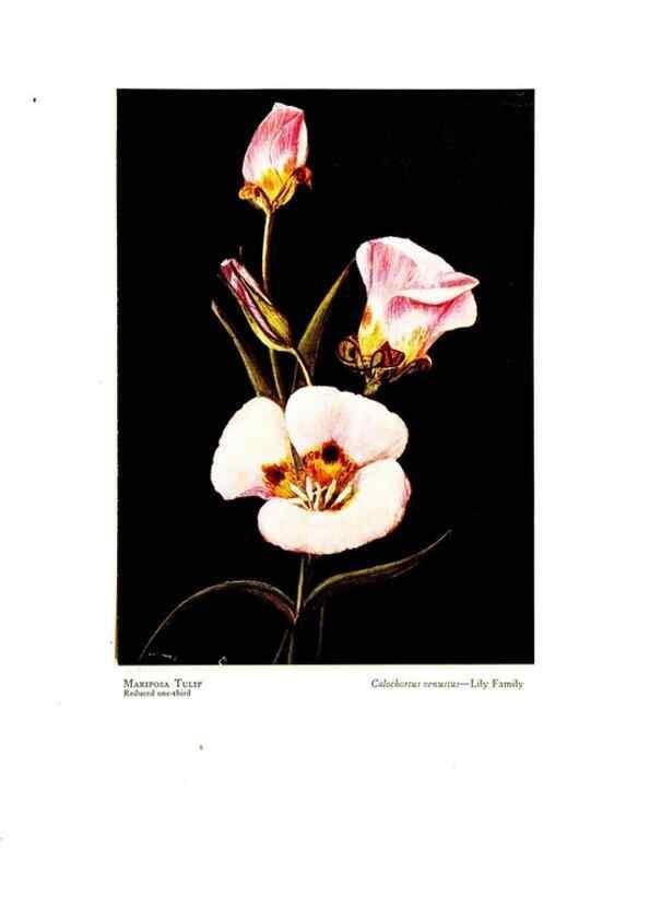 Reproducción/Reproduction 48908425171: Wild flowers from the mountains, cañons and valleys of California;. San Francisco,H. S. Crocker Co.[c1915]. 