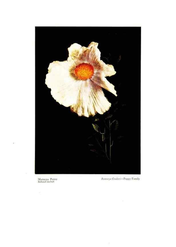 Reproducción/Reproduction 48907895413: Wild flowers from the mountains, cañons and valleys of California;. San Francisco,H. S. Crocker Co.[c1915]. 