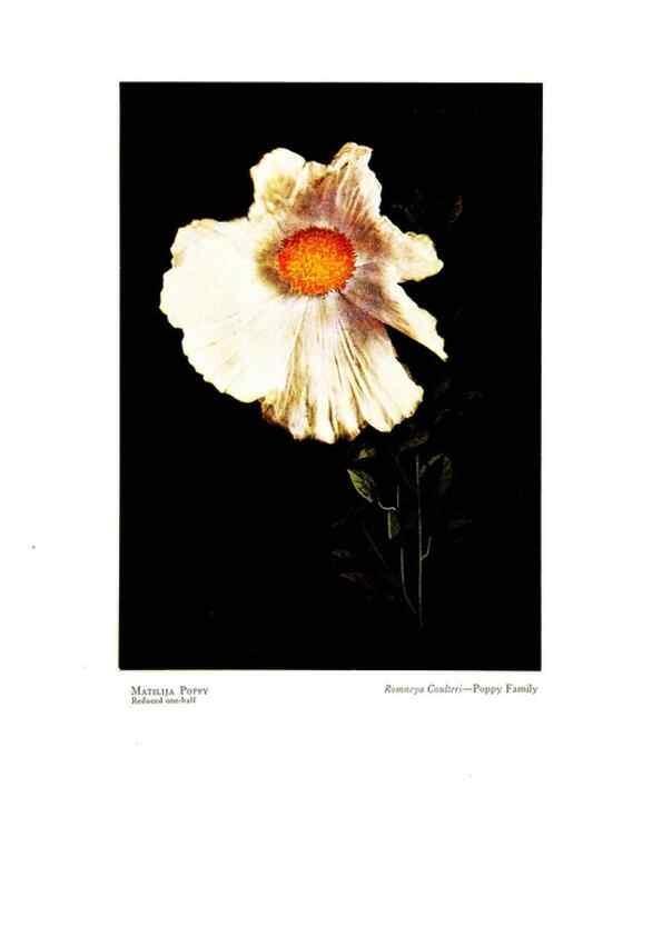Reproducción/Reproduction 48907895413: Wild flowers from the mountains, cañons and valleys of California;. San Francisco,H. S. Crocker Co.[c1915]. 
