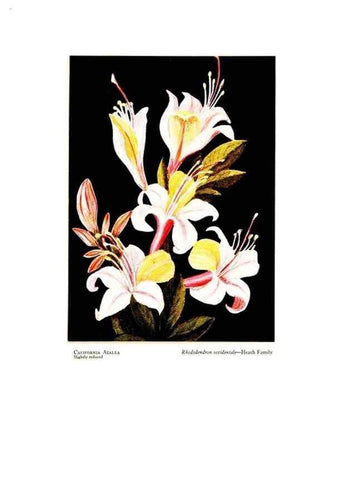 Reproducción/Reproduction 48908425686: Wild flowers from the mountains, cañons and valleys of California;. San Francisco,H. S. Crocker Co.[c1915]. 
