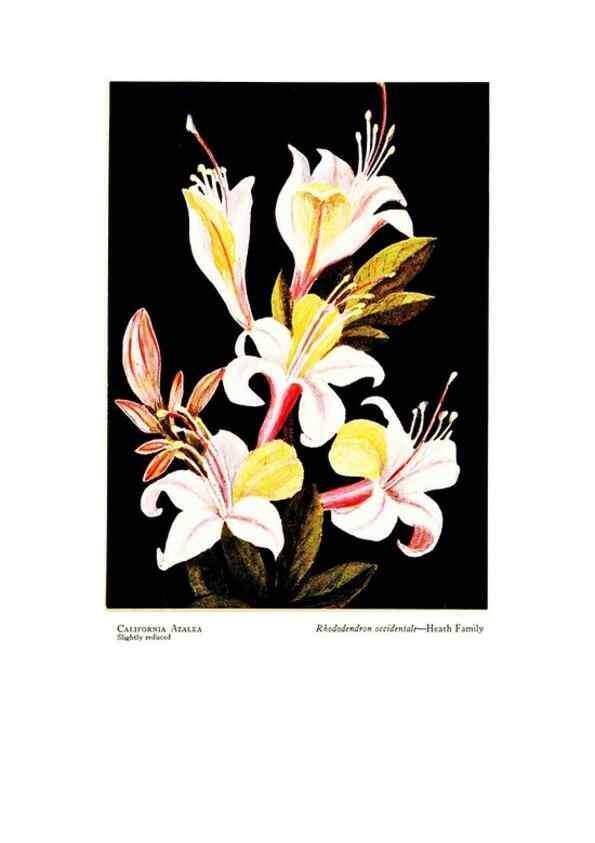 Reproducción/Reproduction 48908425686: Wild flowers from the mountains, cañons and valleys of California;. San Francisco,H. S. Crocker Co.[c1915]. 