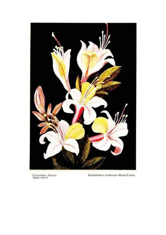 Reproducción/Reproduction 48908425686: Wild flowers from the mountains, cañons and valleys of California;. San Francisco,H. S. Crocker Co.[c1915]. 