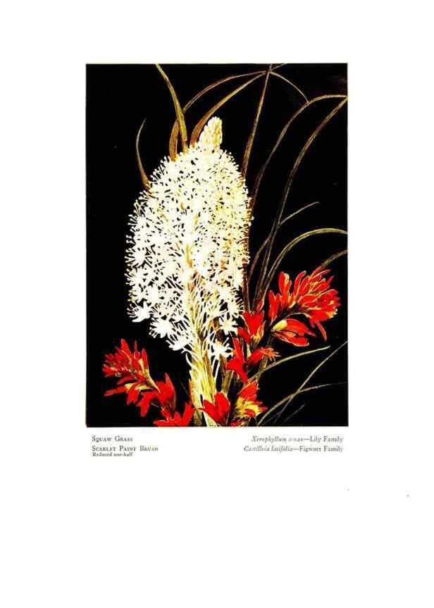 Reproducción/Reproduction 48908631977: Wild flowers from the mountains, cañons and valleys of California;. San Francisco,H. S. Crocker Co.[c1915]. 