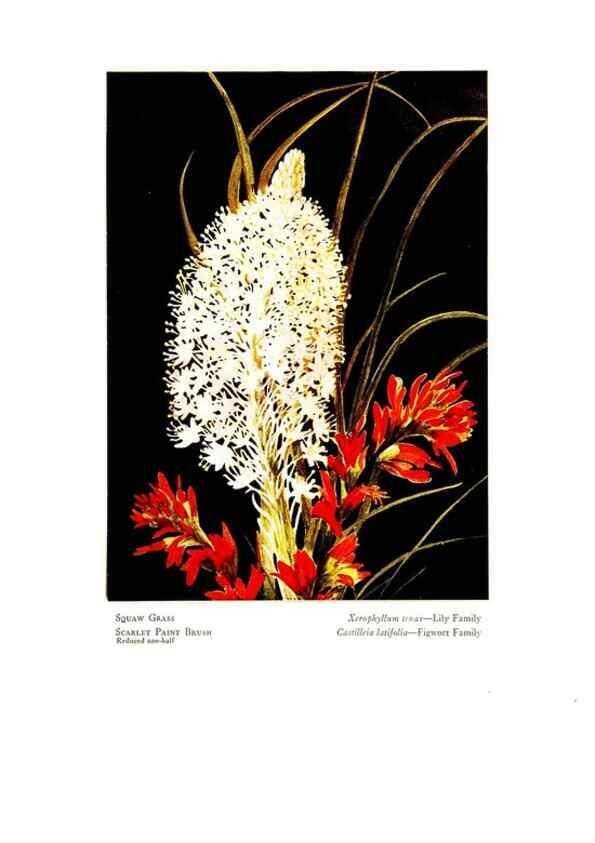 Reproducción/Reproduction 48908631977: Wild flowers from the mountains, cañons and valleys of California;. San Francisco,H. S. Crocker Co.[c1915]. 