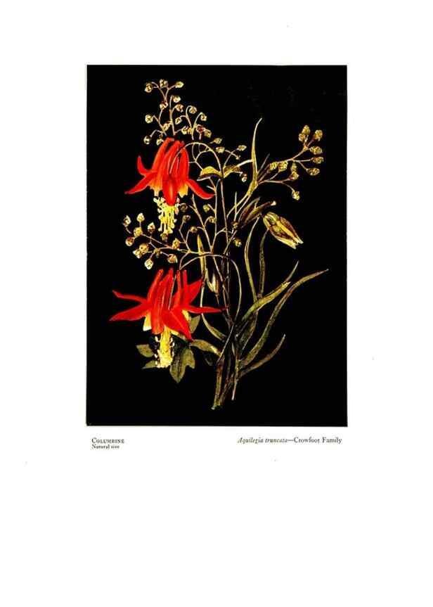 Reproducción/Reproduction 48907896378: Wild flowers from the mountains, cañons and valleys of California;. San Francisco,H. S. Crocker Co.[c1915]. 