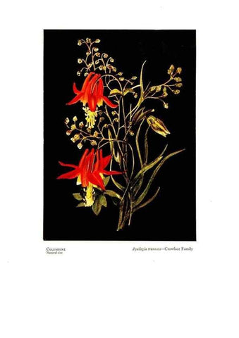 Reproducción/Reproduction 48907896378: Wild flowers from the mountains, cañons and valleys of California;. San Francisco,H. S. Crocker Co.[c1915]. 