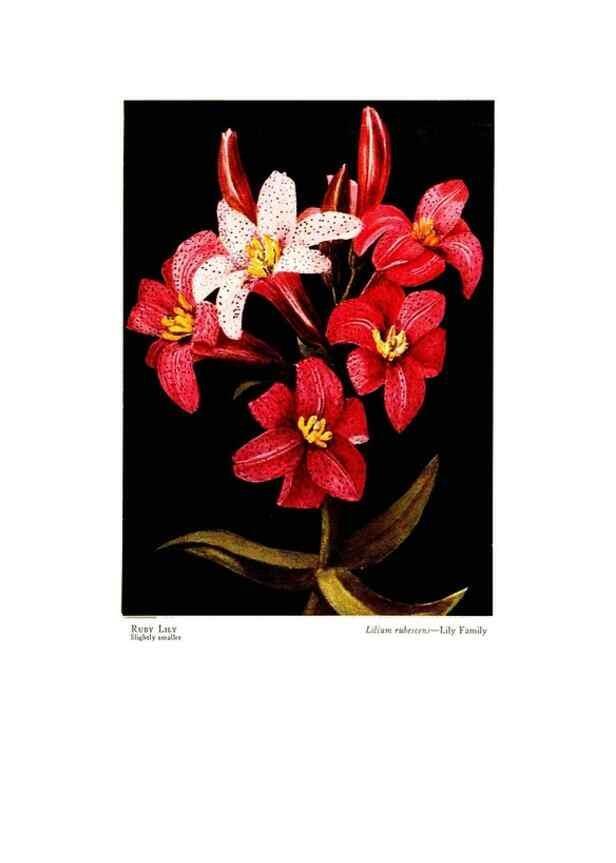Reproducción/Reproduction 48908632647: Wild flowers from the mountains, cañons and valleys of California;. San Francisco,H. S. Crocker Co.[c1915]. 
