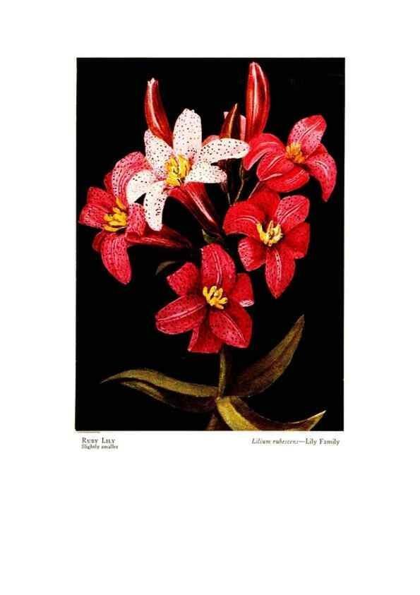 Reproducción/Reproduction 48908632647: Wild flowers from the mountains, cañons and valleys of California;. San Francisco,H. S. Crocker Co.[c1915]. 