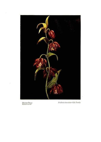 Reproducción/Reproduction 48908426841: Wild flowers from the mountains, cañons and valleys of California;. San Francisco,H. S. Crocker Co.[c1915]. 