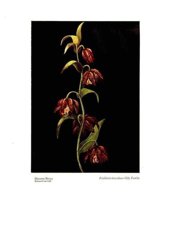 Reproducción/Reproduction 48908426841: Wild flowers from the mountains, cañons and valleys of California;. San Francisco,H. S. Crocker Co.[c1915]. 