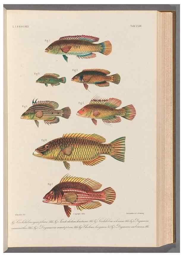 Reproducción/Reproduction 48908629266: Atlas ichthyologique des Indes orientales néêrlandaises :. Amsterdam :Frédéric Muller, editeur,1862-1878. 