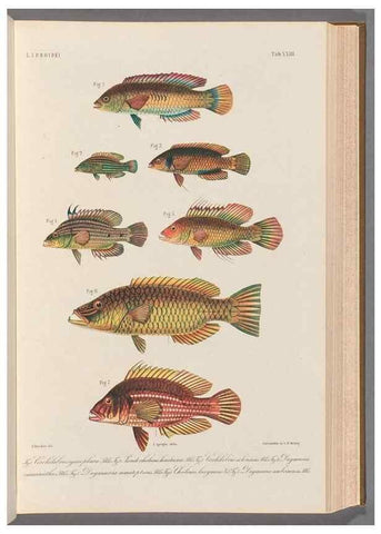 Reproducción/Reproduction 48908629266: Atlas ichthyologique des Indes orientales néêrlandaises :. Amsterdam :Frédéric Muller, editeur,1862-1878. 