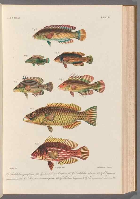 Reproducción/Reproduction 48908629266: Atlas ichthyologique des Indes orientales néêrlandaises :. Amsterdam :Frédéric Muller, editeur,1862-1878. 