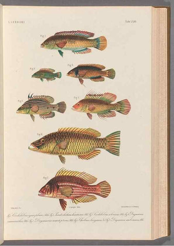Reproducción/Reproduction 48908629266: Atlas ichthyologique des Indes orientales néêrlandaises :. Amsterdam :Frédéric Muller, editeur,1862-1878. 