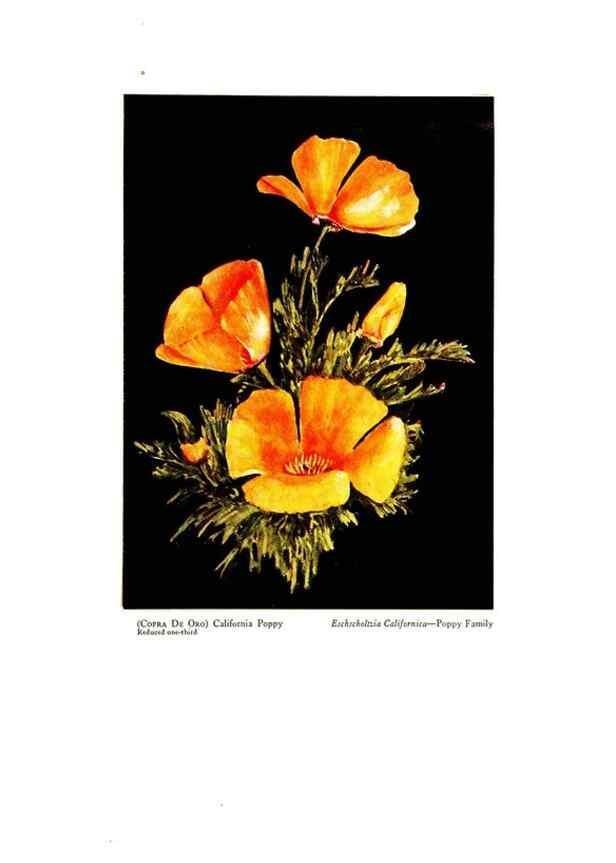 Reproducción/Reproduction 48907897118: Wild flowers from the mountains, cañons and valleys of California;. San Francisco,H. S. Crocker Co.[c1915]. 