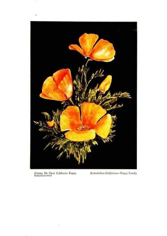 Reproducción/Reproduction 48907897118: Wild flowers from the mountains, cañons and valleys of California;. San Francisco,H. S. Crocker Co.[c1915]. 