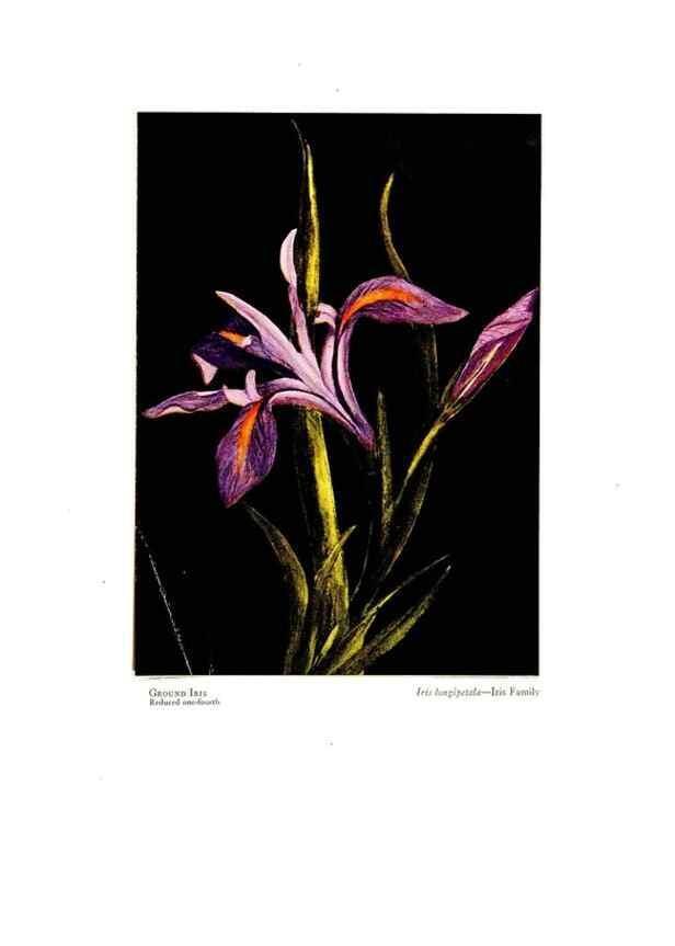 Reproducción/Reproduction 48908427761: Wild flowers from the mountains, cañons and valleys of California;. San Francisco,H. S. Crocker Co.[c1915]. 