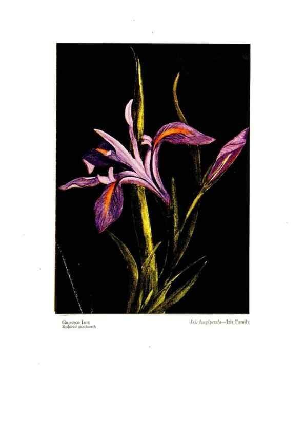 Reproducción/Reproduction 48908427761: Wild flowers from the mountains, cañons and valleys of California;. San Francisco,H. S. Crocker Co.[c1915]. 