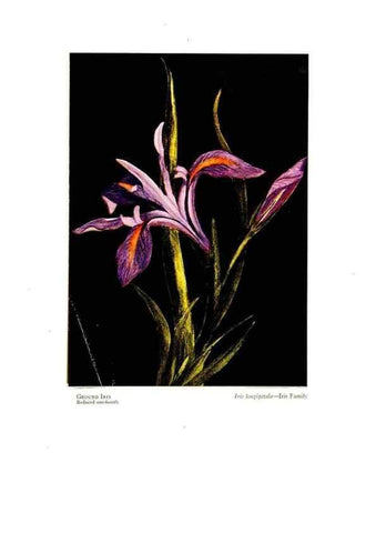 Reproducción/Reproduction 48908427761: Wild flowers from the mountains, cañons and valleys of California;. San Francisco,H. S. Crocker Co.[c1915]. 