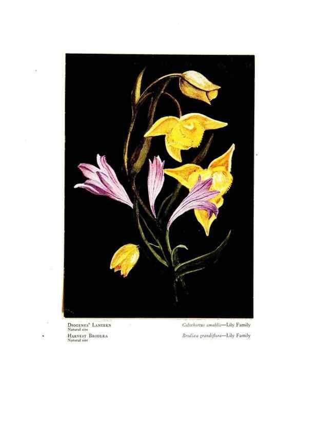Reproducción/Reproduction 48908428146: Wild flowers from the mountains, cañons and valleys of California;. San Francisco,H. S. Crocker Co.[c1915]. 